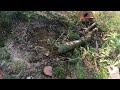 this big oak tree could keep the wood stove burning most of the winter