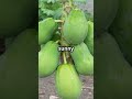 How to Grow Your Own Papaya Plant!