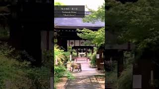 【梨木神社】萩の花・可憐で美しい風景に癒される(Nashinoki Shrine / Bush clover)　#Shorts