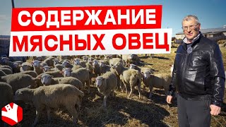 Мясное овцеводство | Разведение и содержание овец | КУЛЬТИВАТОР