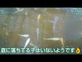 メダカ 飼育 冬 2階室内 初めての産卵 条件は 後半 屋外 12月28日めだかたちの様子 越冬 餌やり