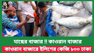 মাথাই নষ্ট চরম সস্তায় বিক্রি হচ্ছে ইলিশ | ব্যাপক হারে কমছে ইলিশের দাম | আজকে ইলিশের কেজি ৮০০ টাকা