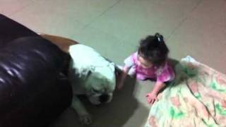 Hili \u0026 Boss(English Bulldog and a baby)