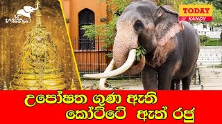 උපෝෂත ගුණ ඇති කෝට්ටේ  ඇත් රජු  / Kotte Raja Tuskers @ Esala Perahera 2022