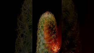 What Happens When You Heat a Cactus? | Cactus vs. Heat  #closeup #relaxing #foryou #cactus #fypシ゚