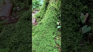 苔むす森　コケリウム