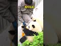 奶爸：遇到这么黏人的熊猫怎么办啊？在线等挺急！ @四川观察 大熊猫 国宝 我们的panda