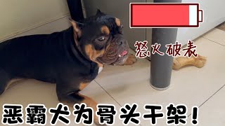 恶霸犬六甲捍卫骨头，和发财打架了！