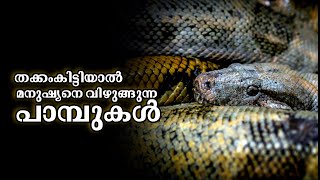 മാനെ മാത്രമല്ല മനുഷ്യനെയും അകത്താക്കും | മനുഷ്യനെ വിഴുങ്ങുന്ന പാമ്പുകൾ ഏതൊക്കെയെന്നറിയാമോ