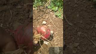 कांदा काढणी केव्हा करावी||When to harvest onion