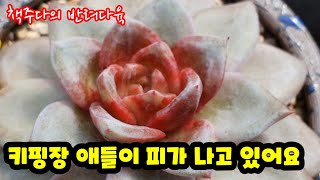 자막영상[반려다육]집나간 아이들이 변심한 모습들 입니다.