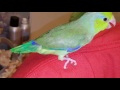 keiki a turquoise pacific parrotlet