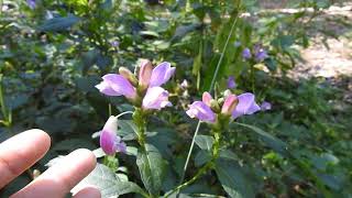 Capital Naturalist: Pink Turtlehead