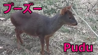 Pudu ”the world´s smallest deer” 世界最小の鹿 プーズー【こども動物自然公園】