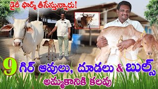 9 గిర్ ఆవులు, దూడలు అమ్మకానికి కలవు | డైరీ ఫార్మ్ తీసేస్తున్నారు|9912303775| Calfs \u0026Bulls for sale