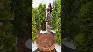 You can grow over 160 different crops on aeroponic towers #farming #gardening #agriculture