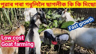 ছাগলীক  পুৱাৰ পৰা গধুলিলৈ কি কি খোৱাই পোহপাল  দিছো/Goat farming guide in small place