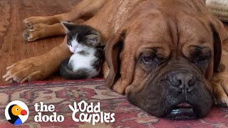 135-Pound Mastiff Becomes Obsessed With A Tiny Kitten  | The Dodo Odd Couples