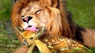 Best Of Wild Animals Caught on Spy Cam | BBC Earth