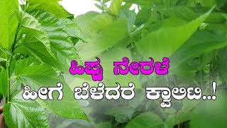 How to get quality and quantity in mulberry? ಹಿಪ್ಪು ನೇರಳೆಯನ್ನು ಹೀಗೆ ಬೆಳೆದರೆ ಲಾಭ ಹೆಚ್ಚು..!