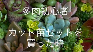 多肉植物初心者 カット苗セットを買った後どうするか