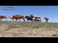 animal cruelty officers to investigate whether 200 sask. cattle died from neglect