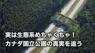 100年以上自然を守り続けた国立公園、その実態は？【バンフ国立公園】