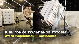 К выгонке тюльпанов готовы | Итоги модернизации комплекса