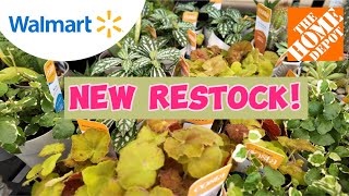 Restock Alert! Plants You Can’t Miss Out On | Walmart and Home Depot