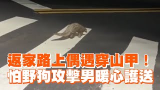 返家路上偶遇穿山甲！怕野狗攻擊男子暖心護送｜保育類｜野生動物｜暖聞