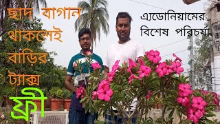 ছাদ বাগানিদের জন্য সুখবর। ছাদ বাগান থাকলেই বাড়ির ট্যাক্স ফ্রী ও এ্যডোনিয়াম গাছের গোপন কিছু  টিপস