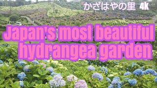 Japan's most beautiful hydrangea garden