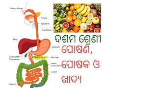 what is nutrition? ପୋଷଣ କଣ?, what is food?ଖାଦ୍ୟ କଣ?, class10th,Class 6,7,9, SSC, NeetExame