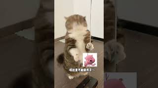 这～里～不～能～磨～爪～子～被迫营业的猫猫 猫咪的迷惑行为 萌宠出道计划 萌宠超新星计划 抖in萌宠计划