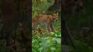 Lynx Kittens Learn to Hunt! #kitten #wildlife #cat