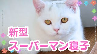 可愛い猫の寝方に笑！遂に子猫もやって驚き！！