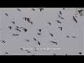 huge flock of asian openbills flying over singapore skies at sunset