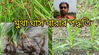 মুথা ঘাস মারার কৌশল। mutha ghass marar niyom. mutha grass. মুথিঘাস, সরঘাস, কাশঘাস, জুনঘাস মারার নিয়ম