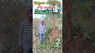 పుట్టలు ఉన్న చోట బోర్ వెల్ పాయింట్స్ పడతాయా? లేదా?#viral #trending