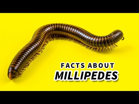 What is the lifespan of a millipede?