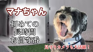 【見守りカメラ】マナちゃん初めての長時間のお留守番【元保護犬】