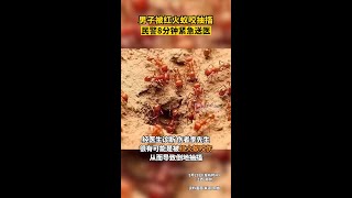 男子被紅火蟻咬傷民警8分鐘送醫江西dou知道