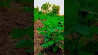 kapas me kharpatwar #rajsthani #viral #viral #farmingshorts #kapas #rajsthaniboy