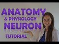 Anatomy & Physiology of a Neuron (Neural) Structure Review