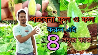 লাউয়ের পুরুষ ও স্ত্রী ফুল কেন পচে//ফুল ফল ধরার পর অবশ্যই এই কাজ গুলি করুন//তিন সপ্তাহের আপডেট সহ