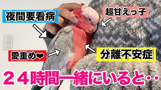 【完全密着】分離不安オウムと24時間過ごす日の共依存ルーティン！徹夜明けで飼い主限界です‥w