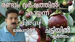 ഒന്നരയടി പൊക്കം  കുള്ളൻ മരത്തിൽ കുല കുത്തി മാങ്കോസ്റ്റിൻ/ early flowering dwarf mangosteen