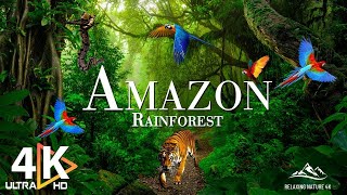 AMAZON 4K - The World's Largest Tropical Rainforest | Relaxing Music With Beautiful Nature Scenes