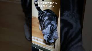 夜中に猫缶が食べたくて眠そうな顔で起こしに来ちゃったムチムチボディのアメリカンショートヘア🎵#ﾑﾁﾑﾁﾎﾞﾃﾞｨのｱﾒﾘｶﾝｼｮｰﾄﾍｱ ##Shorts