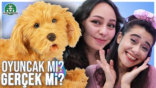 Bu Köpek Gerçek mi Oyuncak mı?!😱 | MFF | GP Oyuncak